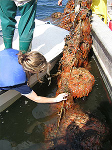 Biologist takes samples of tunicates from cultured mussel lines in PEI.
