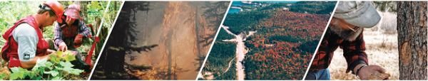 Two persons in forest, Forest fire, Air view of forest, Man studying tree